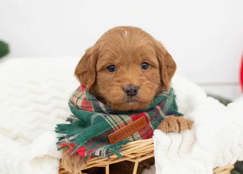 Ham goldendoodles for sale(1).jpg