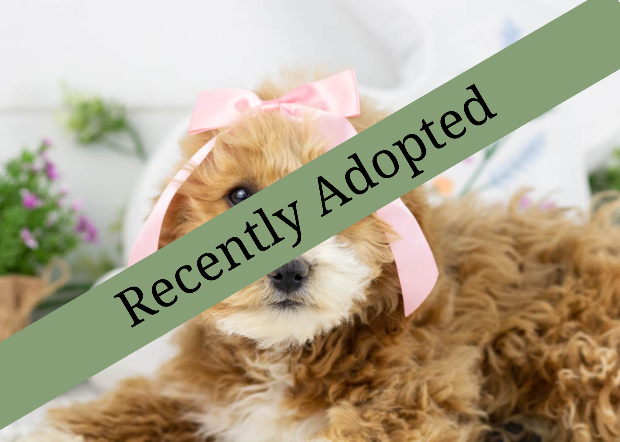 goldendoodle for sale