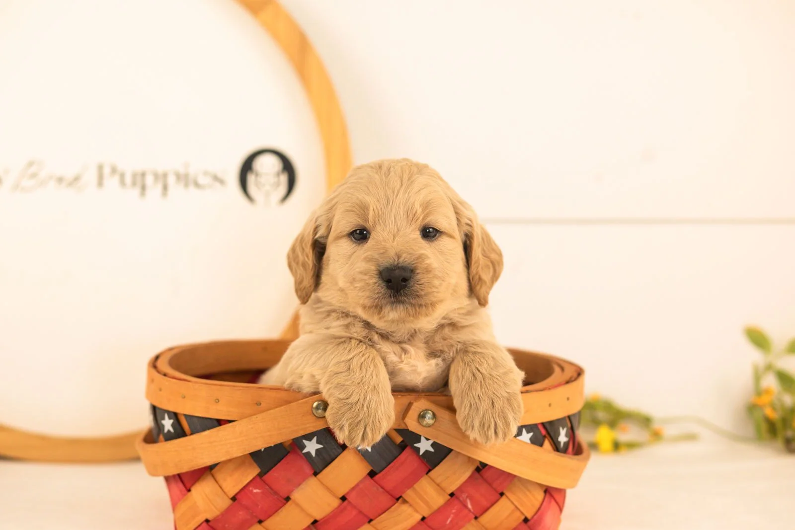 Jimmy goldendoodle for sale(3).jpg