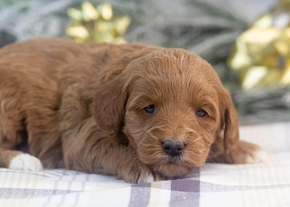 Jesi goldendoodle for sale(1).jpg