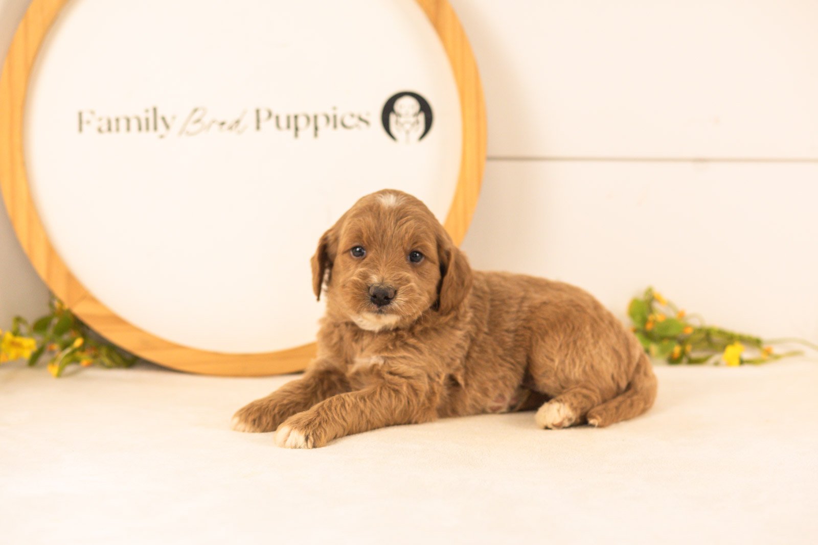 Ophelia goldendoodle for sale.jpg