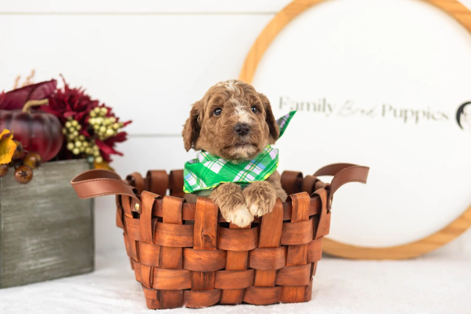 Alps goldendoodle for sale(4).jpg