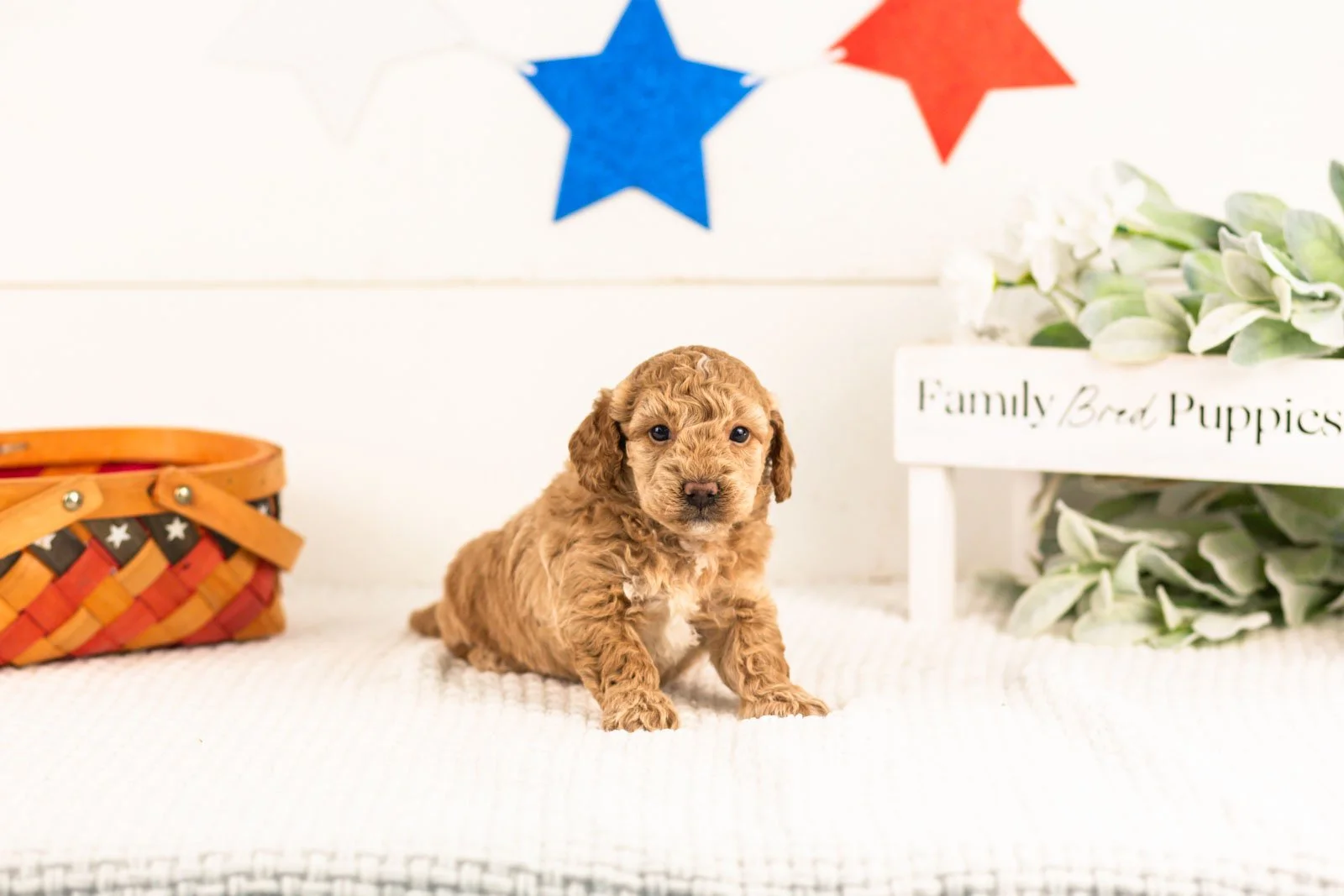 Benji goldendoodle for sale(2).jpg
