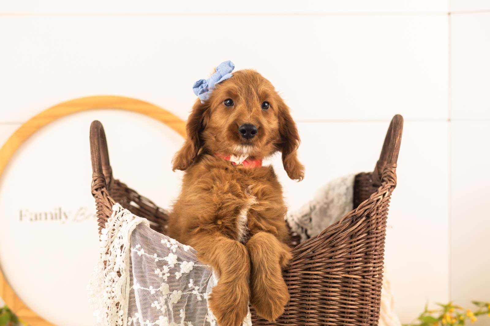 Eliza goldendoodle for sale(3).jpg