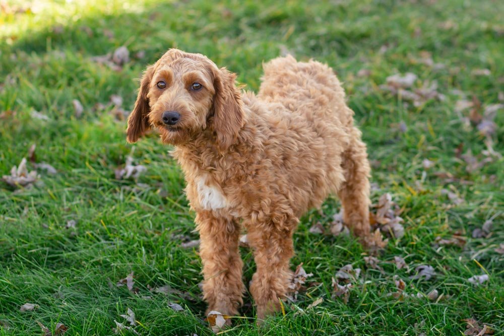 mom goldendoodle