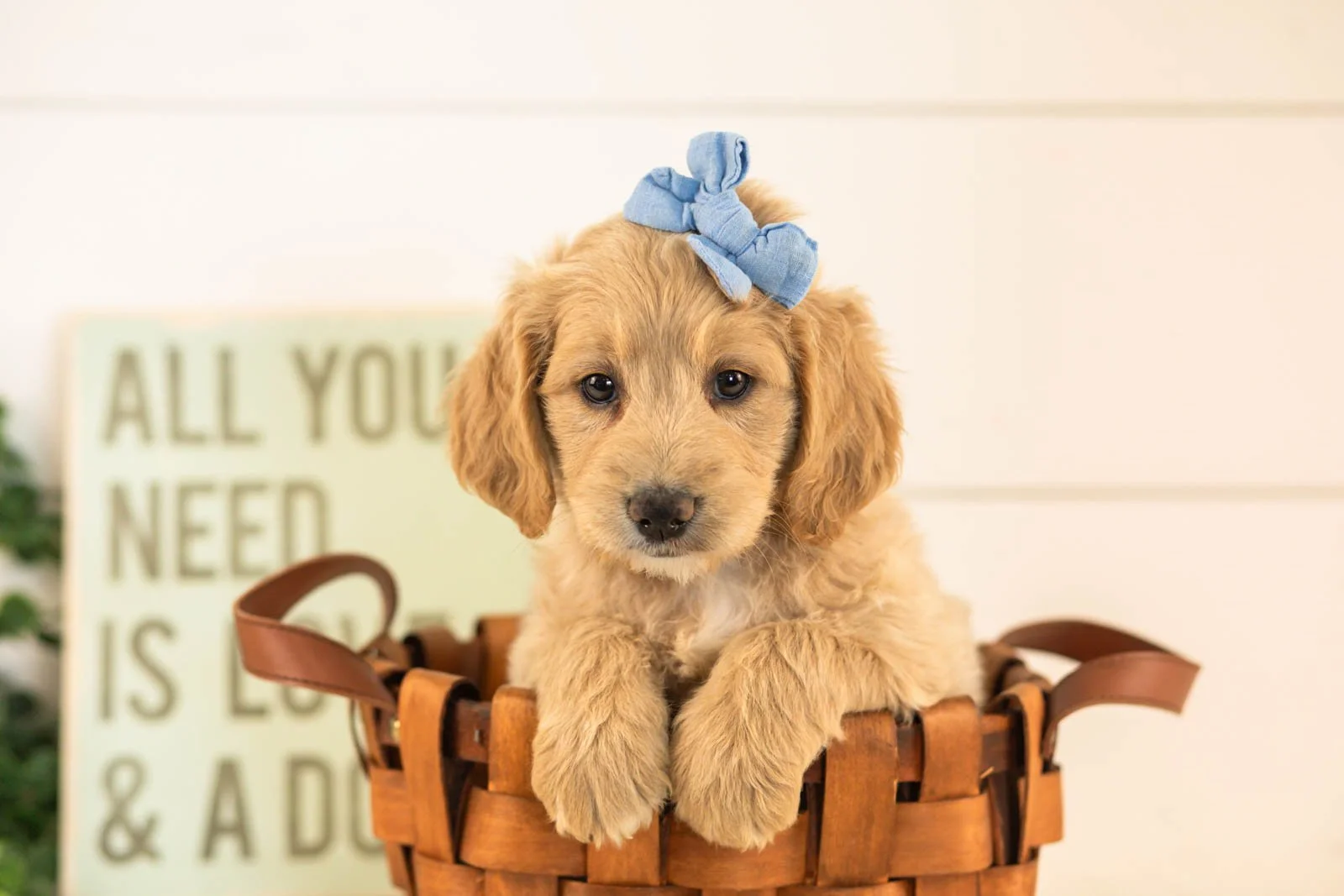Donna goldendoodle for sale(4).jpg