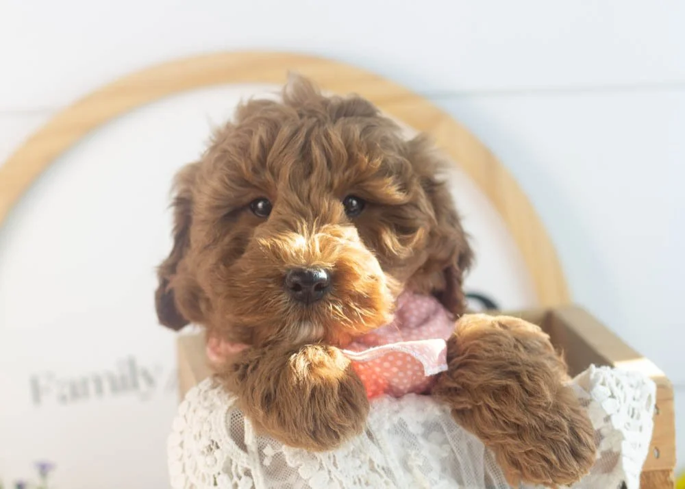 Brody goldendoodle for sale(1).jpg