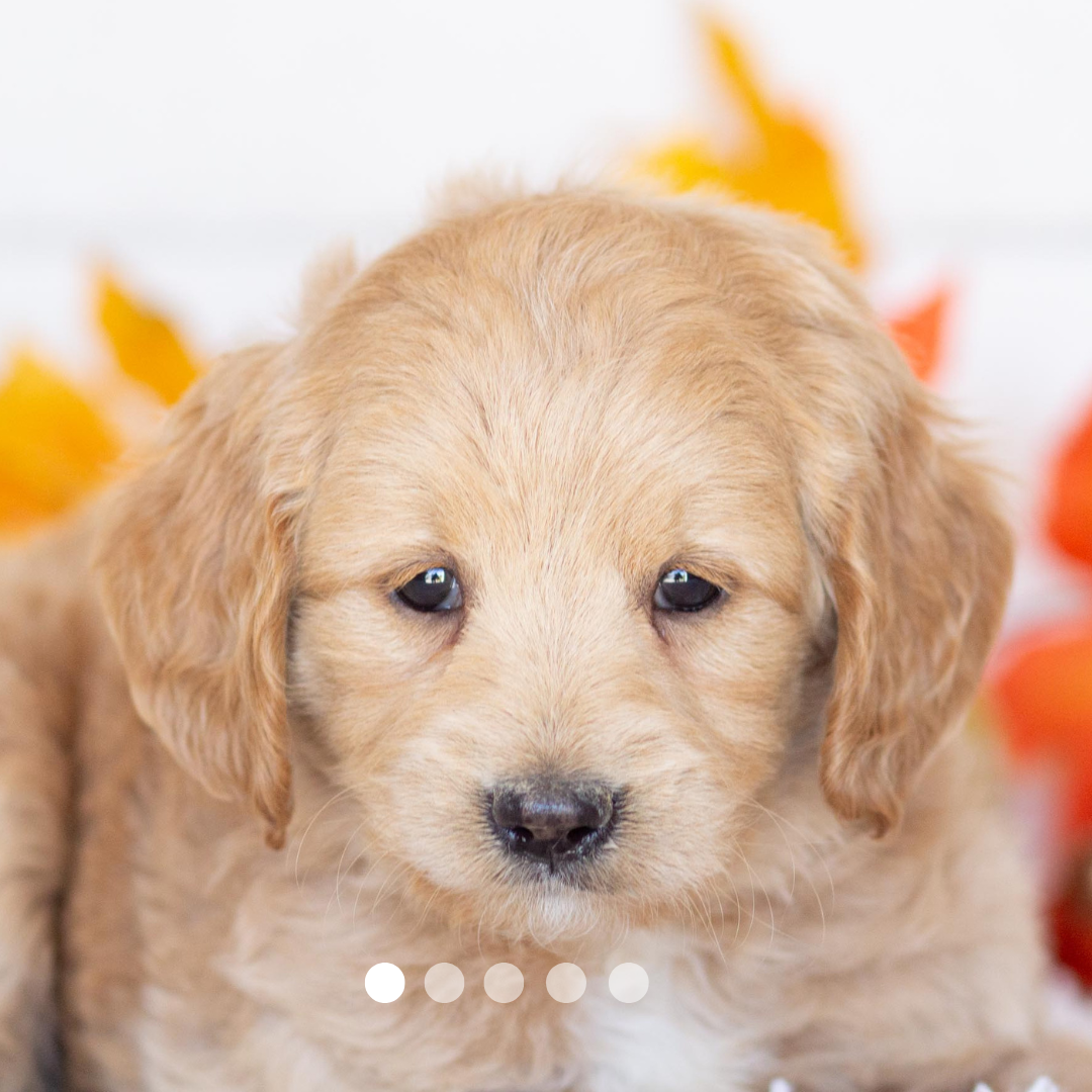 Copy of FBP Design.png