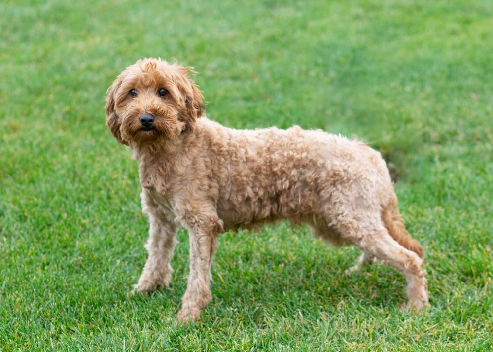 dad goldendoodle