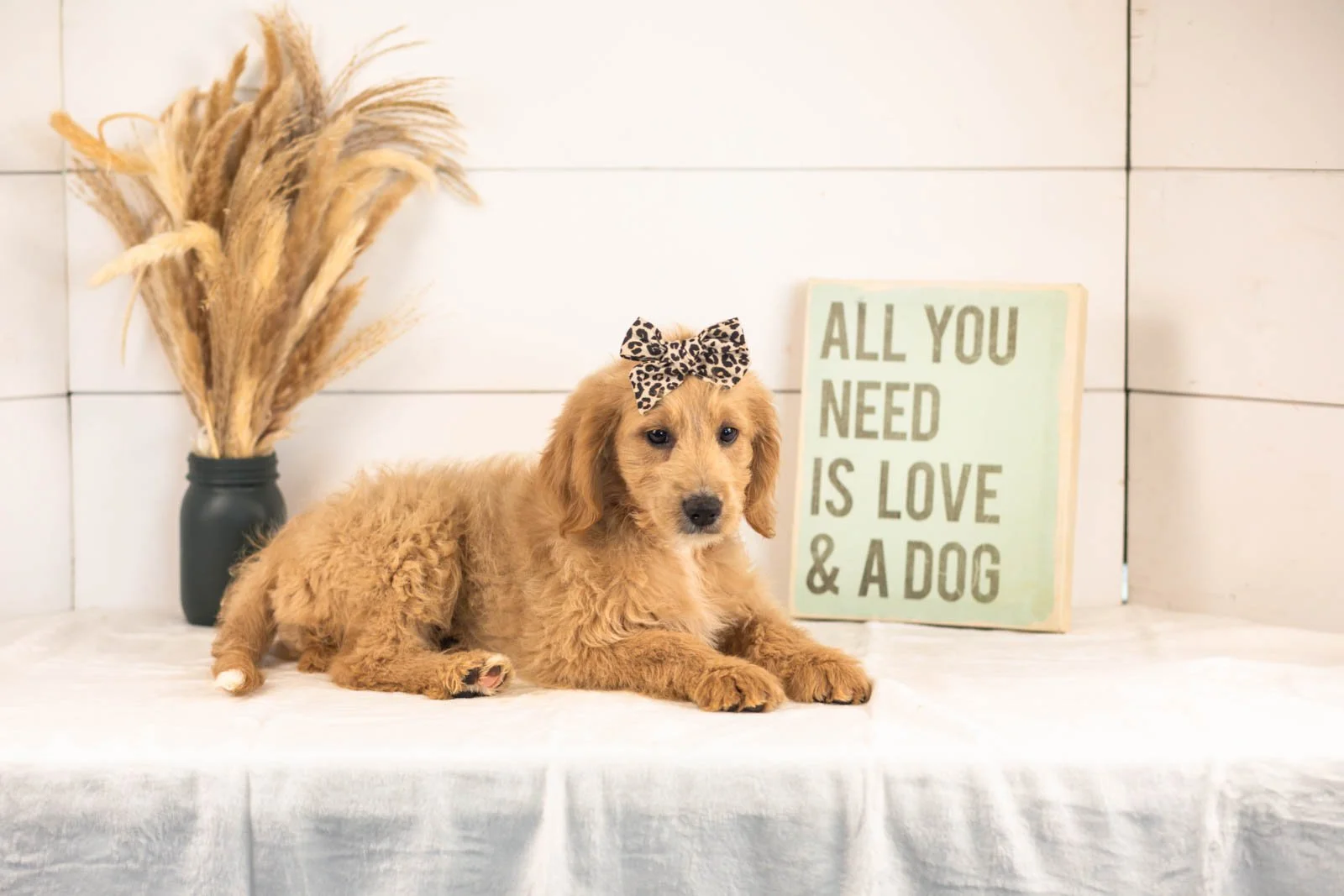 Donna goldendoodle for sale.jpg