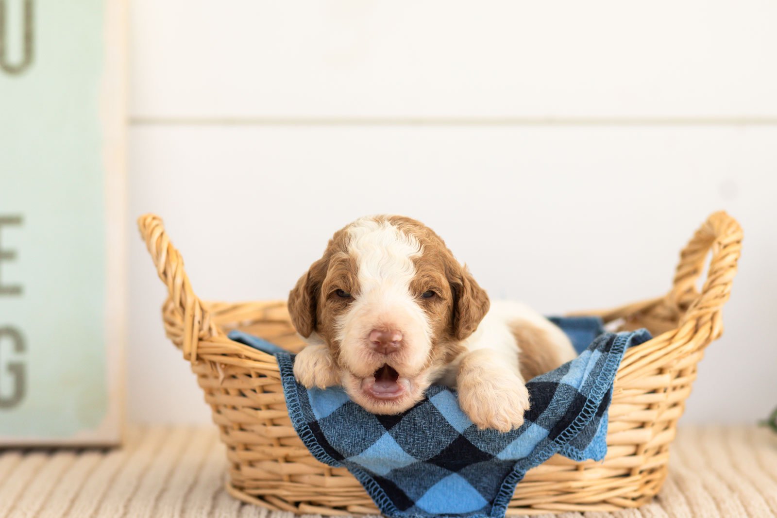 Laurie goldendoodle for sale(3).jpg
