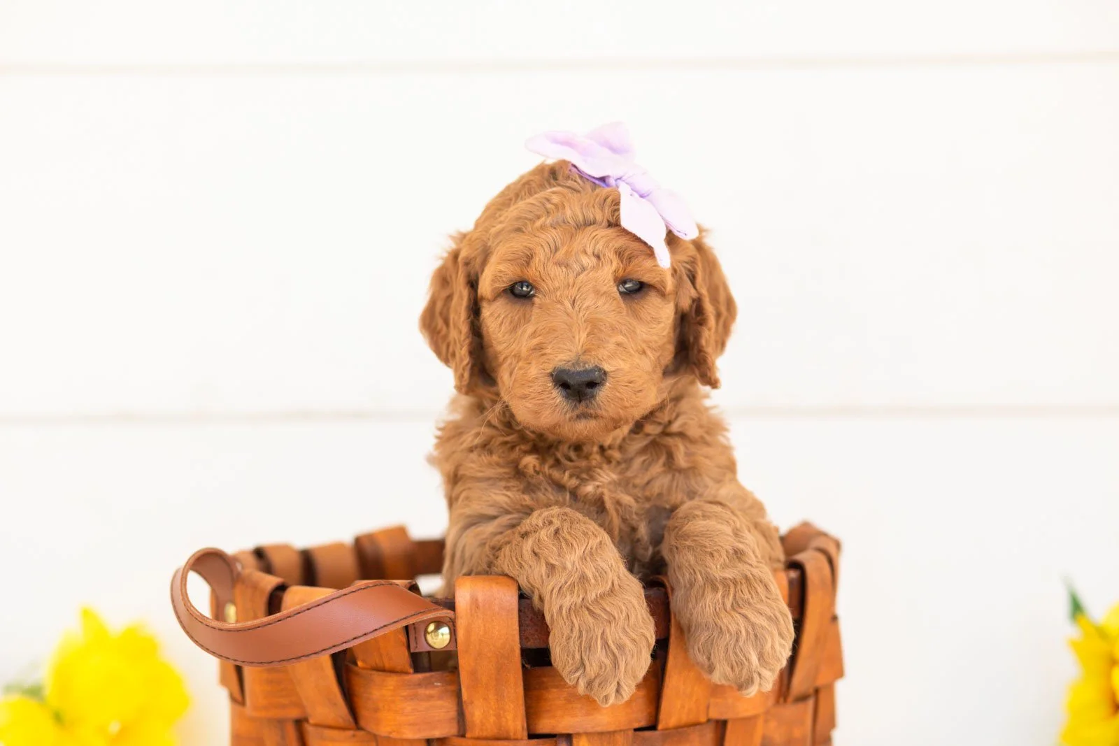 Juniper goldendoodle for sale(2).jpg