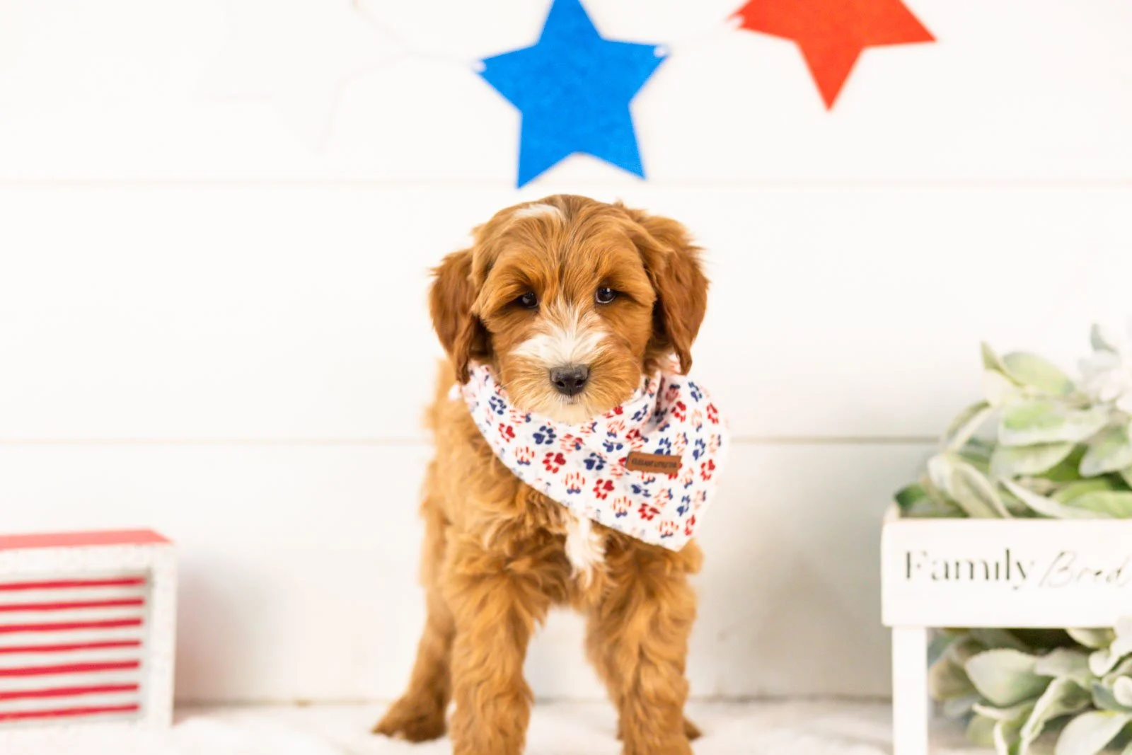 Fido goldendoodle for sale.jpg