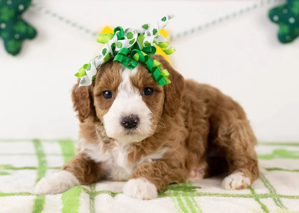 Brenda goldendoodle for sale(3).jpg