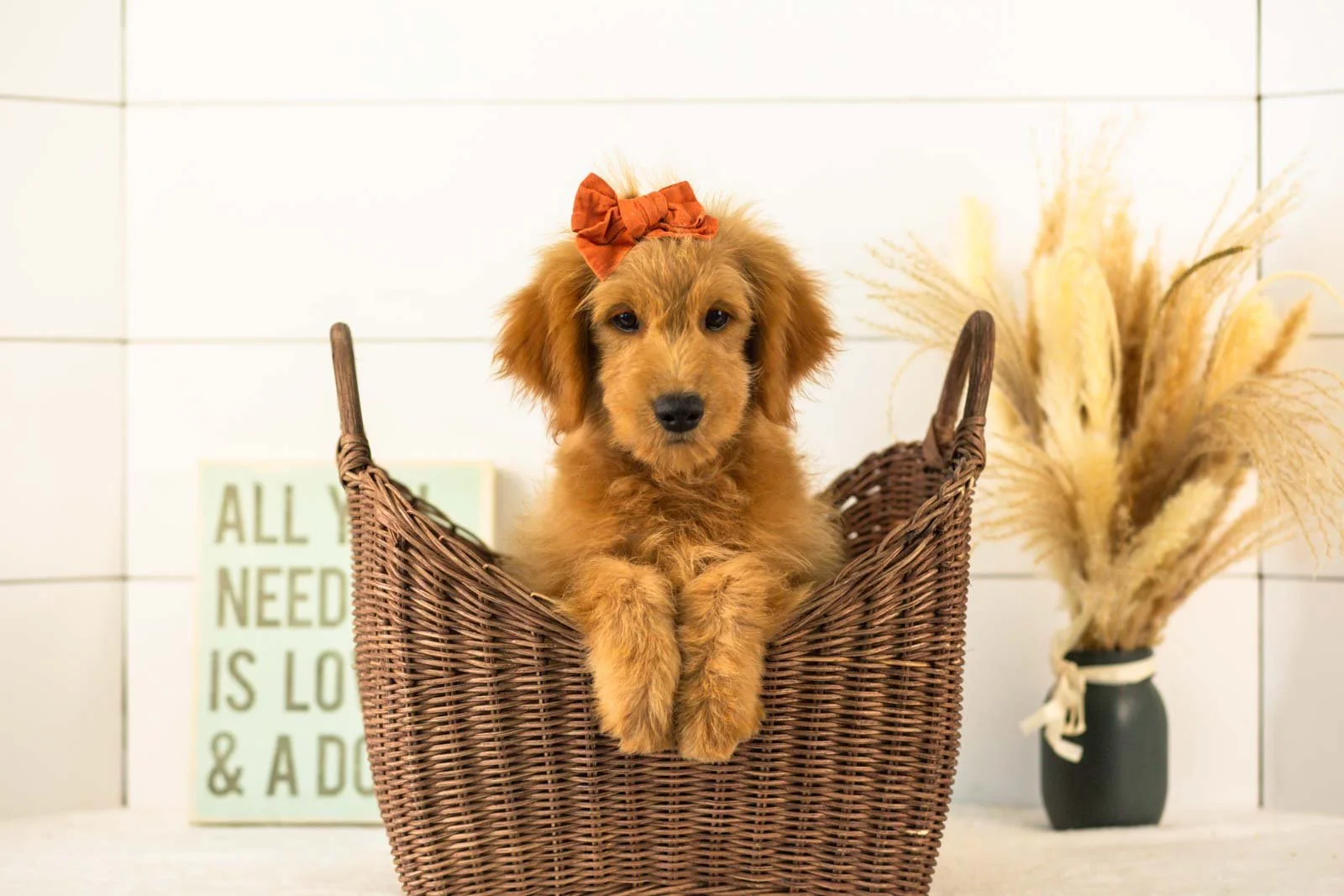 Esme goldendoodle for sale(1).jpg