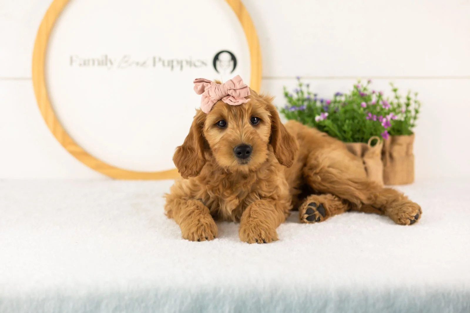 Sequioa goldendoodle for sale(2).jpg