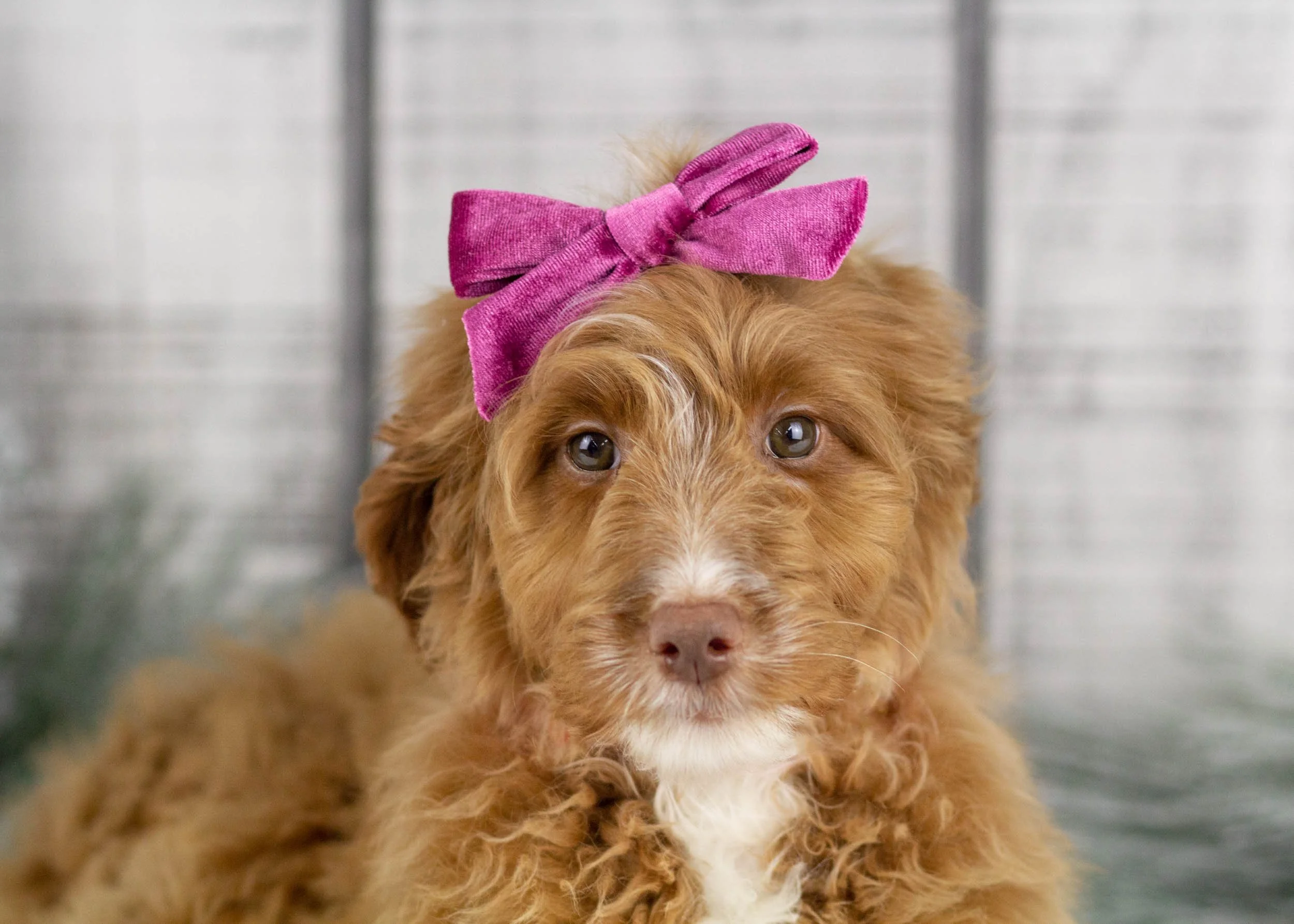 Labradoodle Dog Breed Baby Chocolate Labradoodle Cute Baby