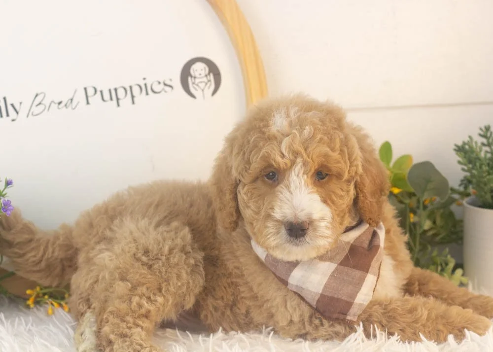 Lionel goldendoodle for sale(2).jpg