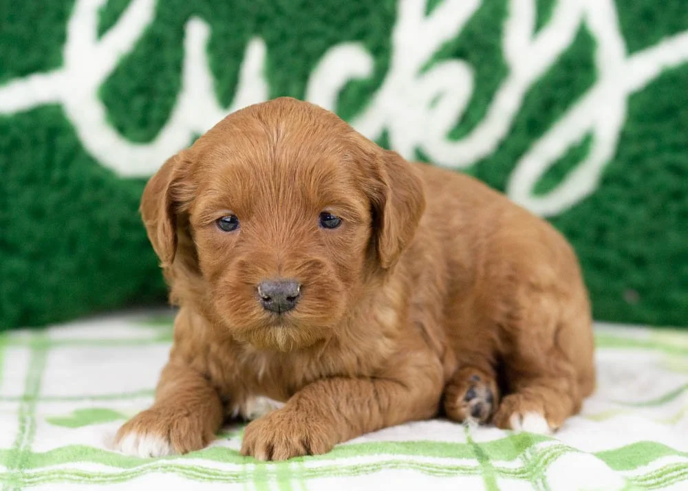Ray goldendoodle for sale(3).jpg