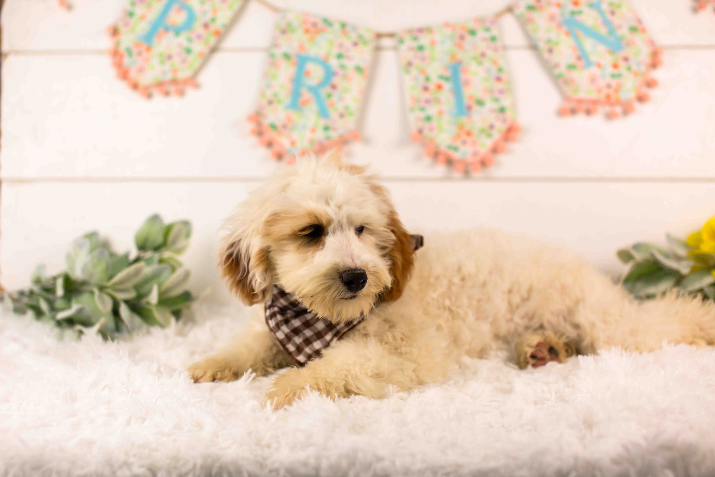 Buddy goldendoodle for sale.jpg