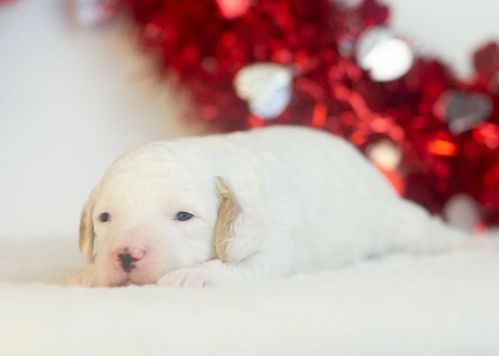 Bentley goldendoodle for sale(3).jpg