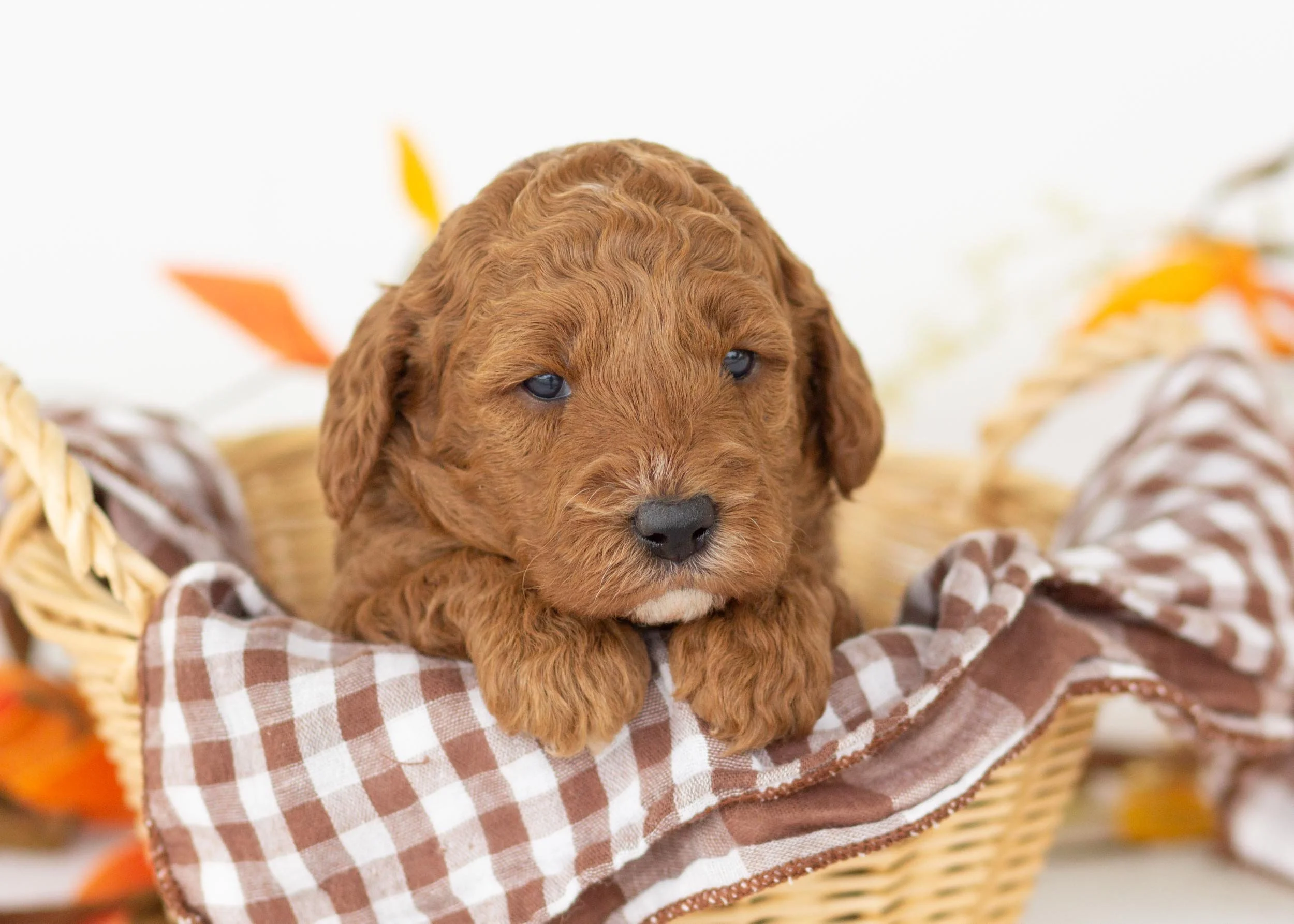 Capri goldendoodle for sale(3).jpg