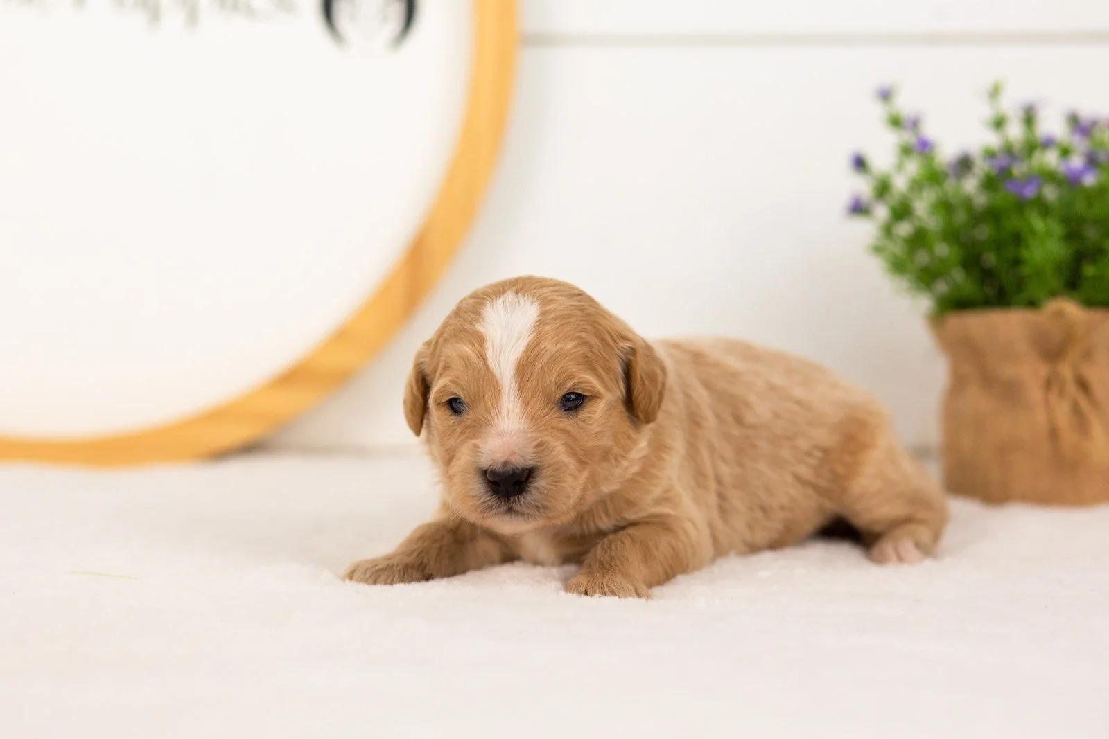 Danny goldendoodle for sale(2).jpg