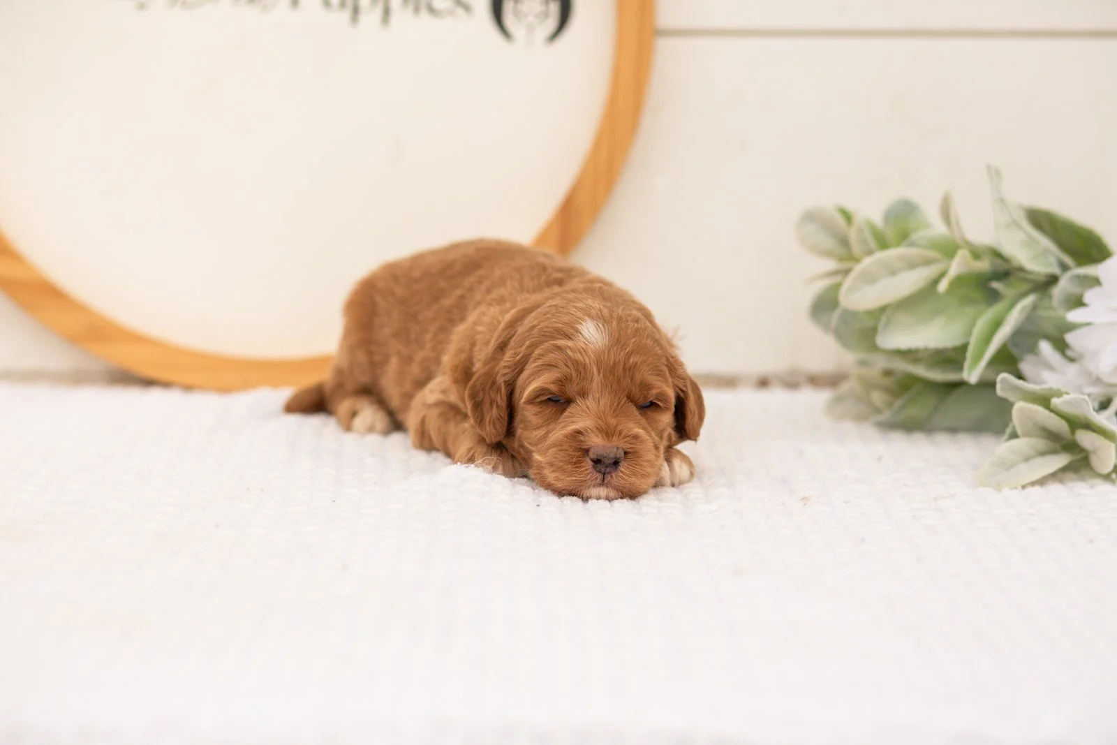 Brave goldendoodle for sale(2).jpg