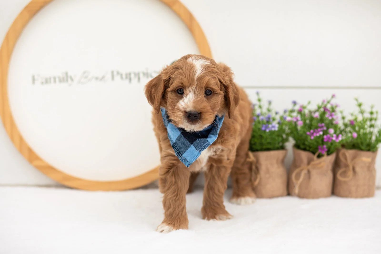 Bobby goldendoodle for sale(2).jpg
