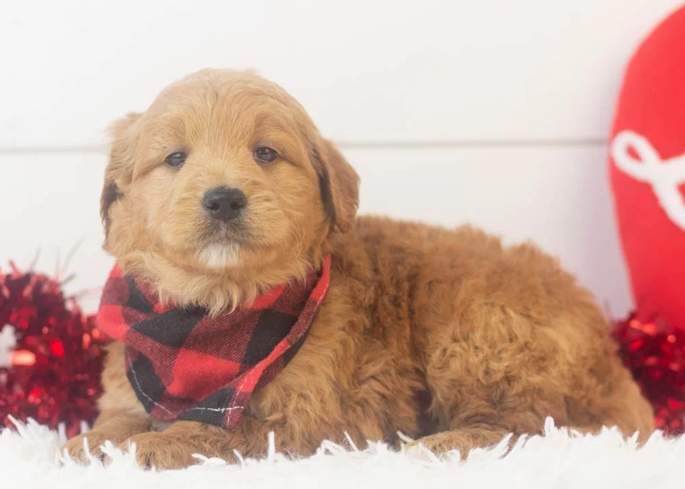 Rolo goldendoodle for sale.jpg