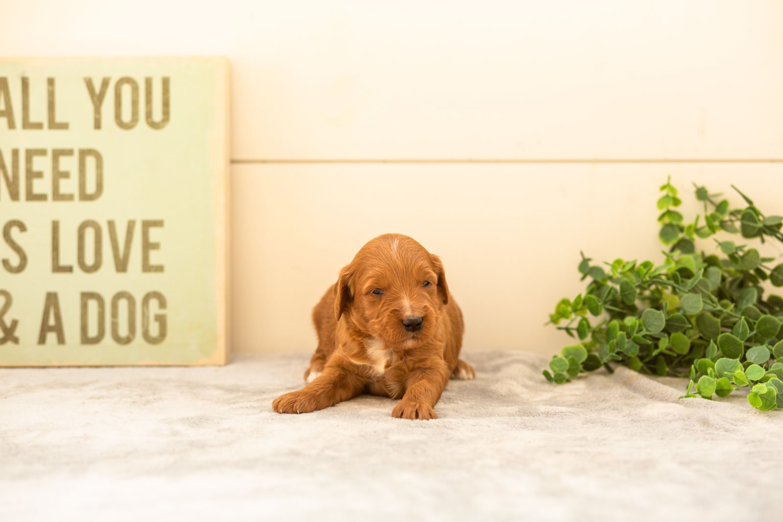 Chai goldendoodle for sale(3).jpg