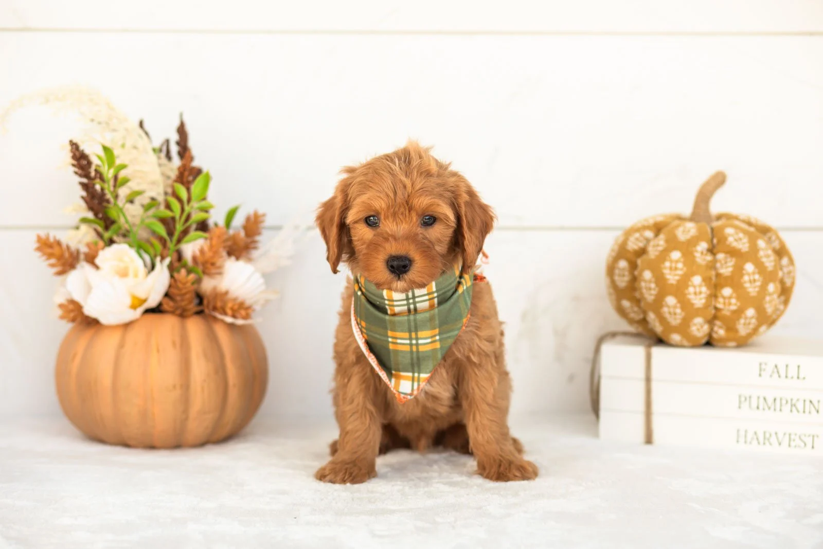 Jonah goldendoodle for sale 3.jpg