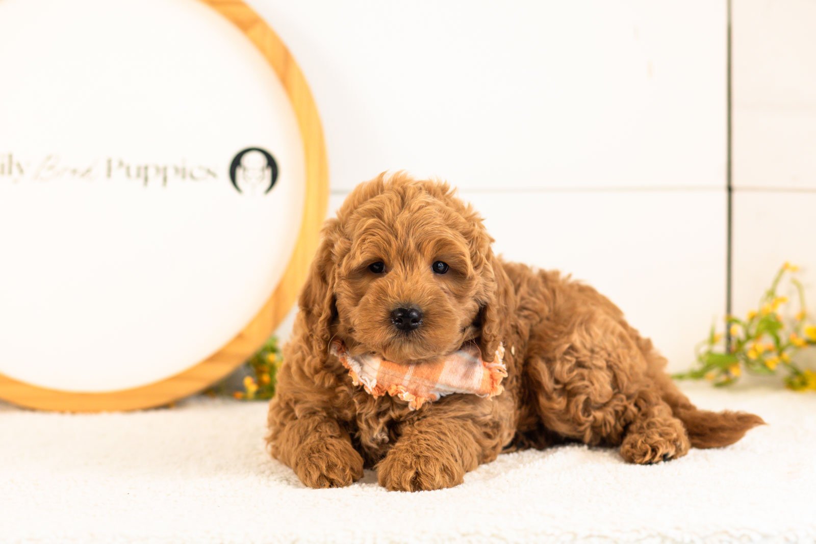 Ben goldendoodle for sale.jpg