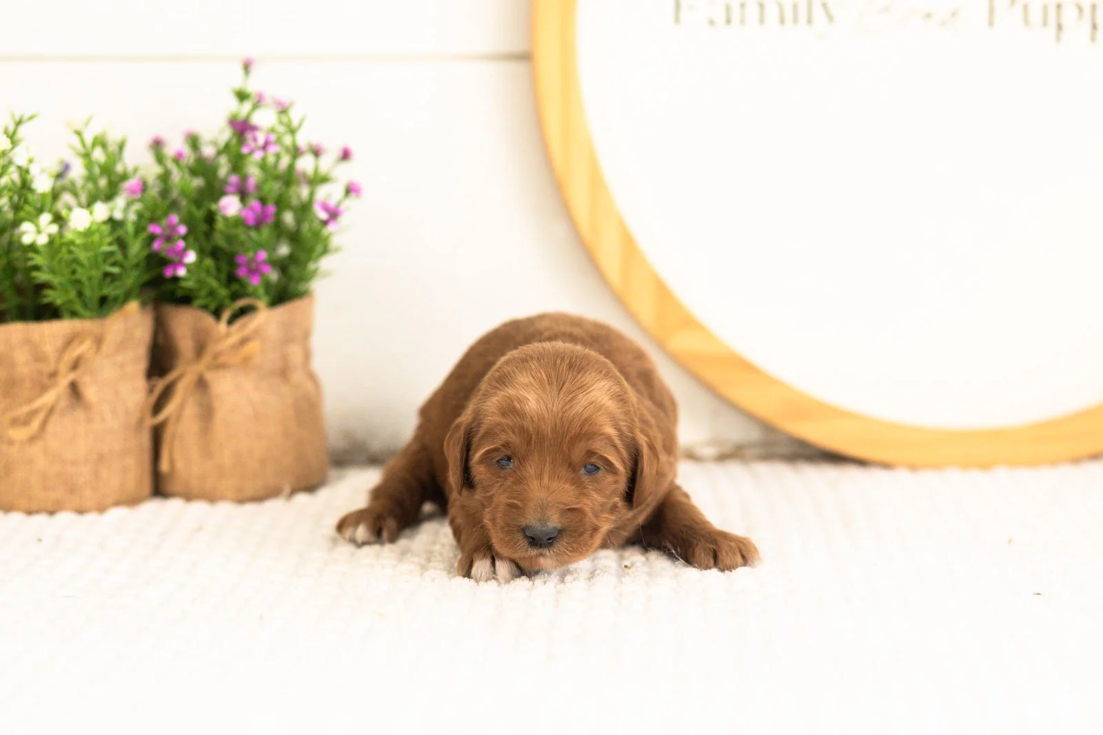 Summer goldendoodle for sale(3).jpg