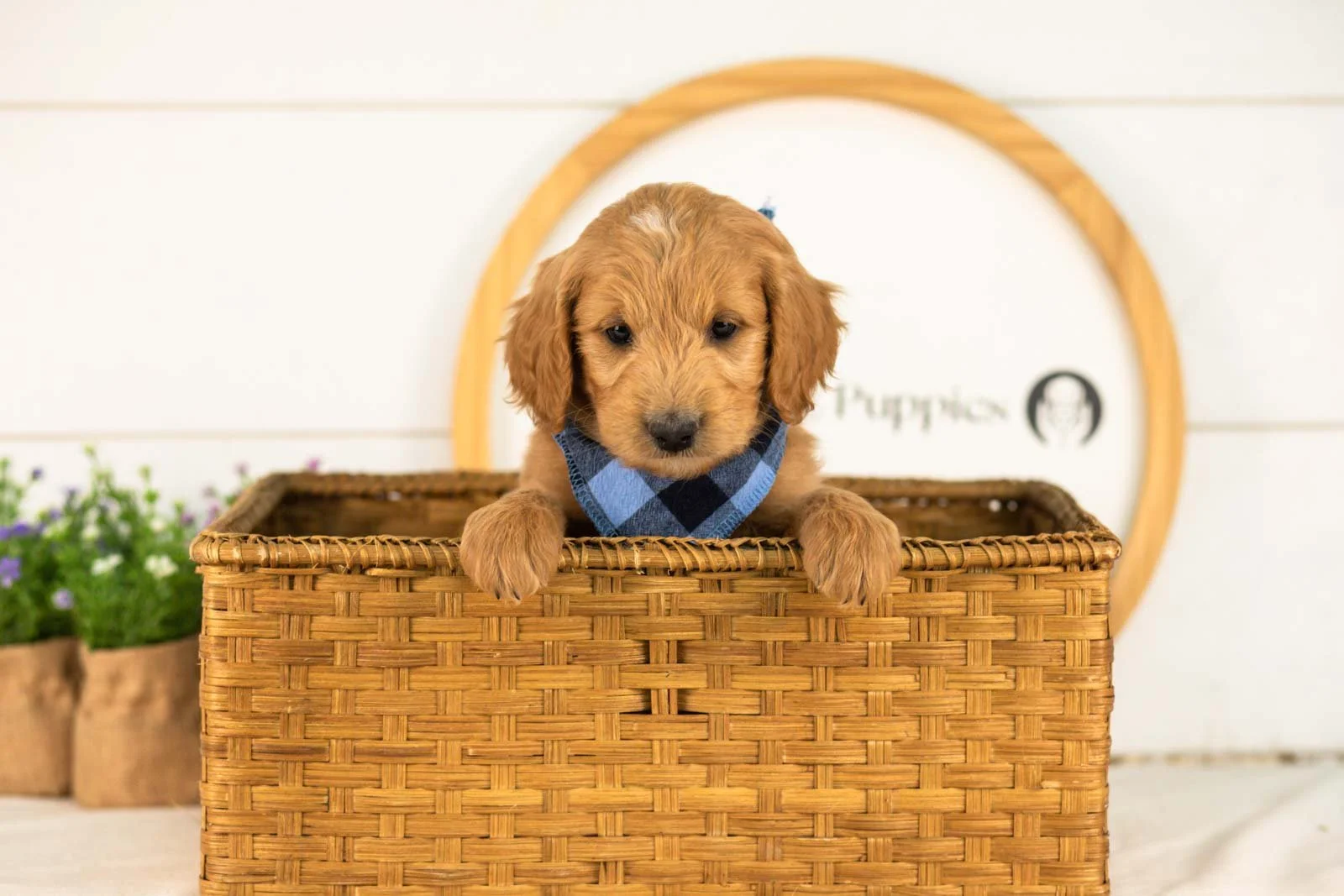 Putzie goldendoodle for sale(4).jpg