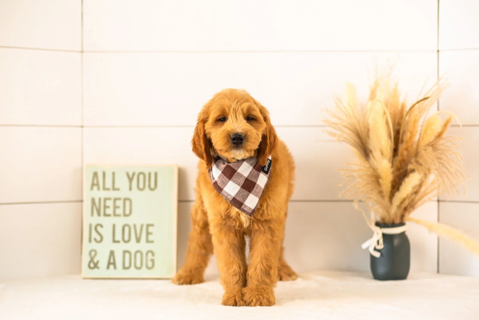 Barley goldendoodle for sale(4).jpg