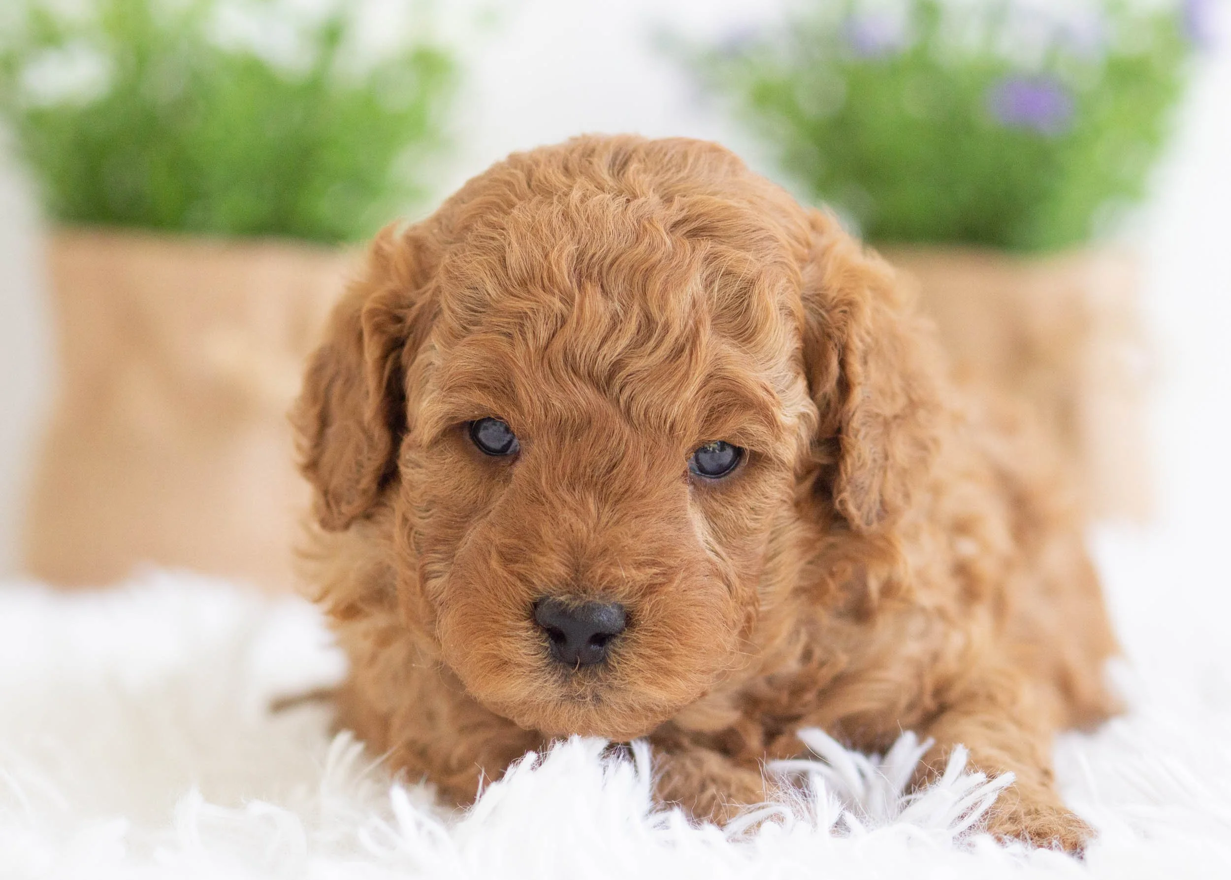 Gusgus Goldendoodle For Sale4.jpg