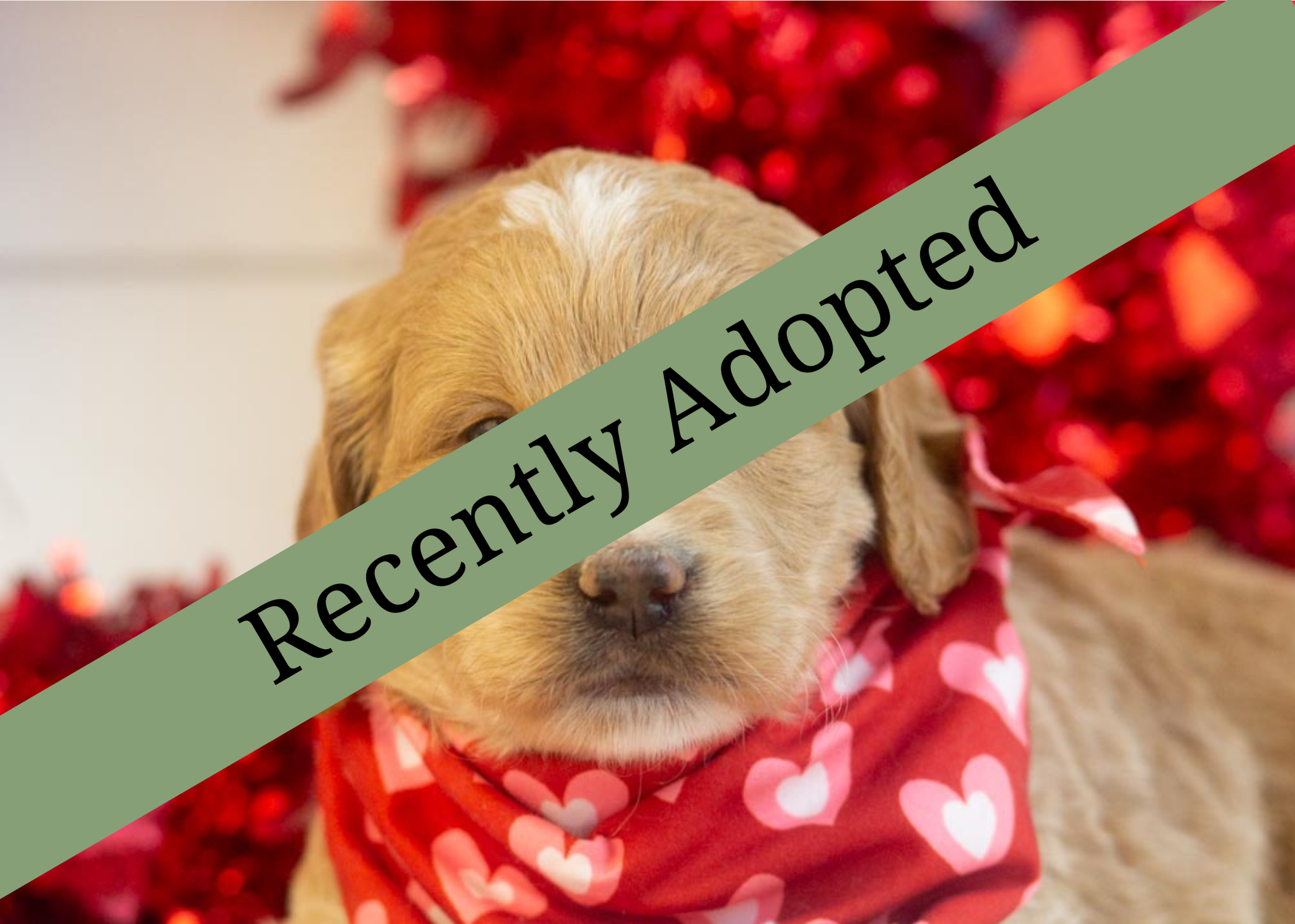 goldendoodle for sale