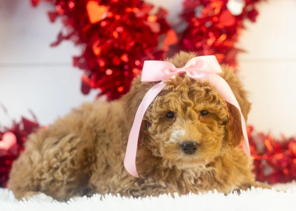 Chilli goldendoodle for sale(2).jpg