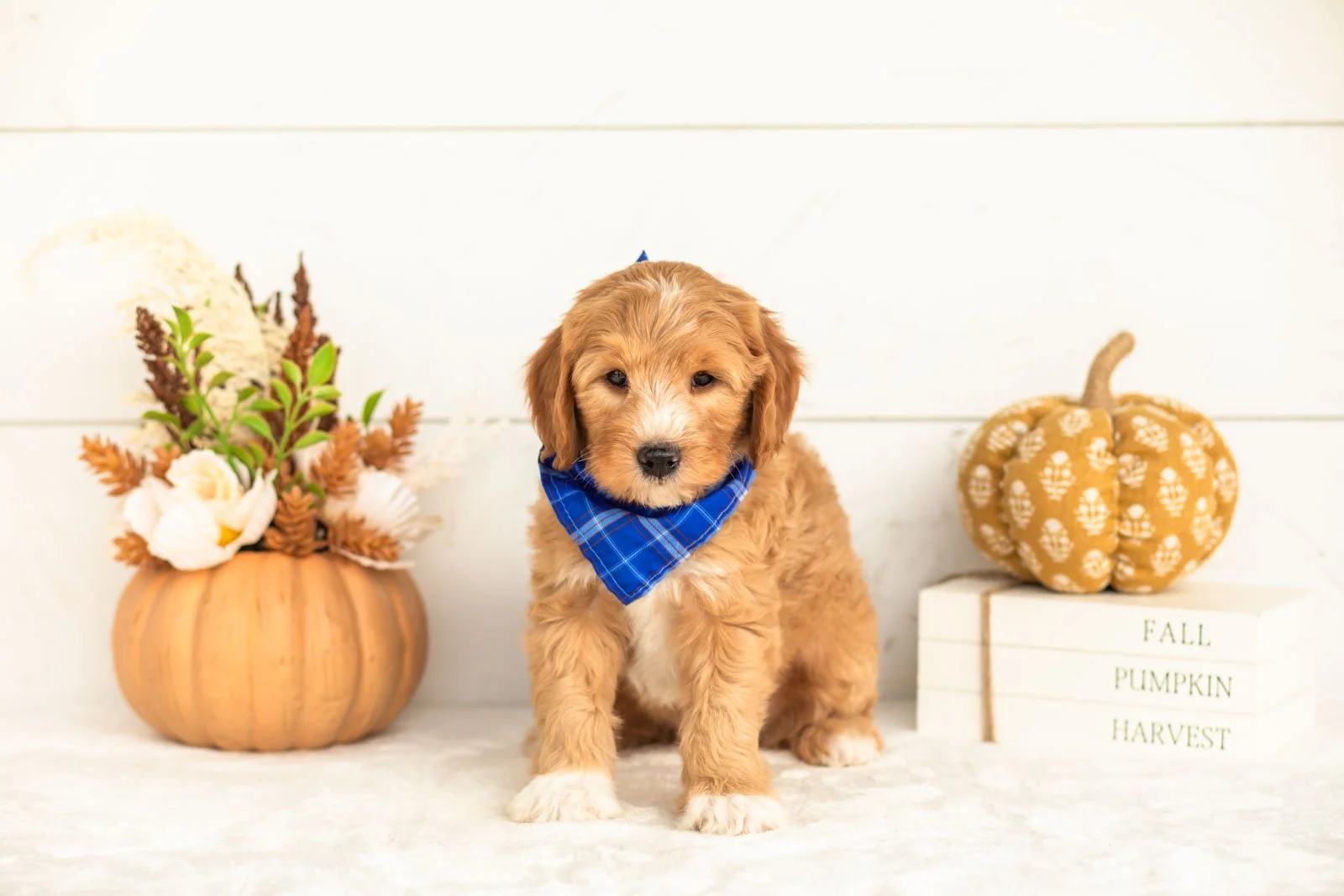 Jack goldendoodle for sale 3.jpg