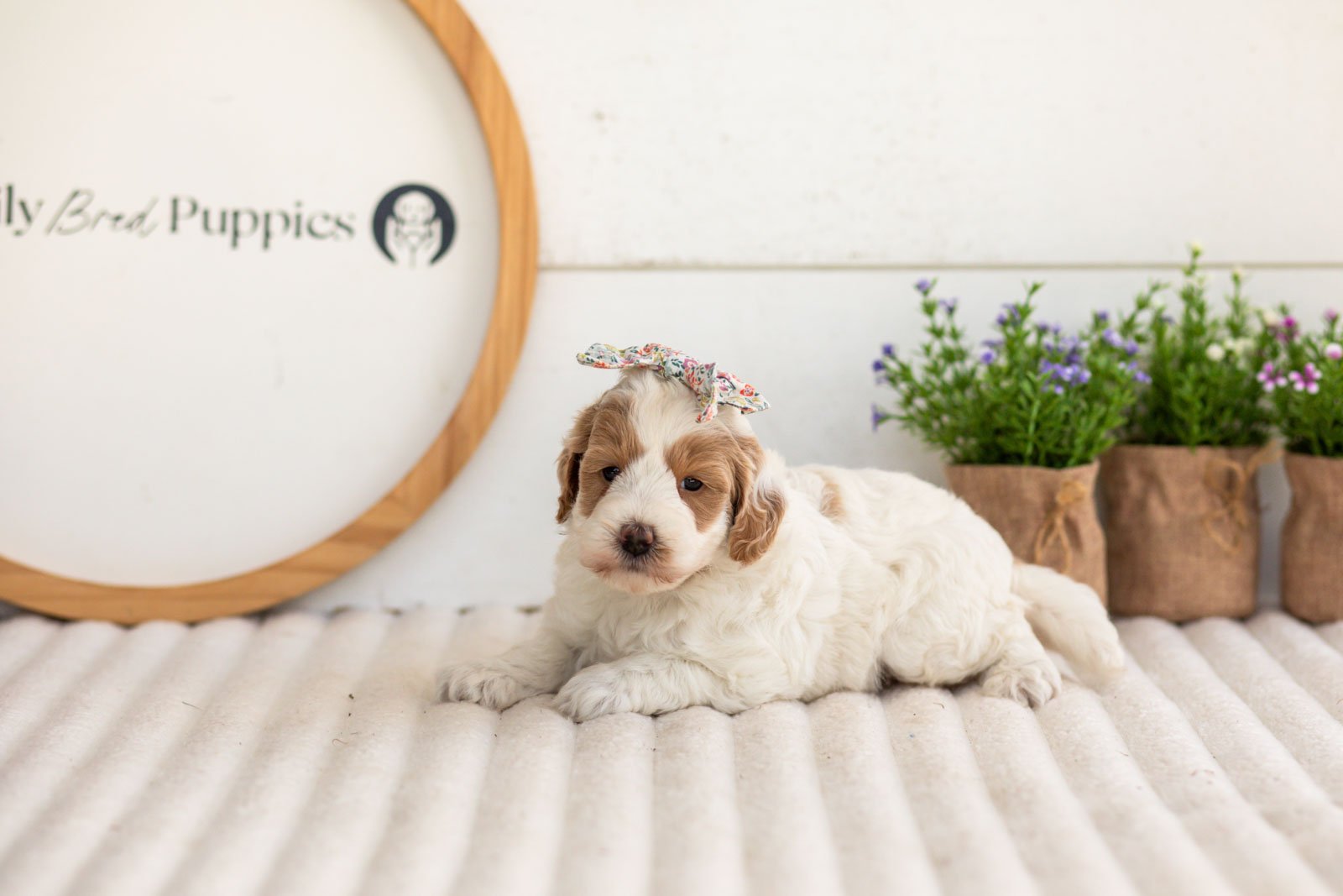 Leslie goldendoodle for sale(2).jpg