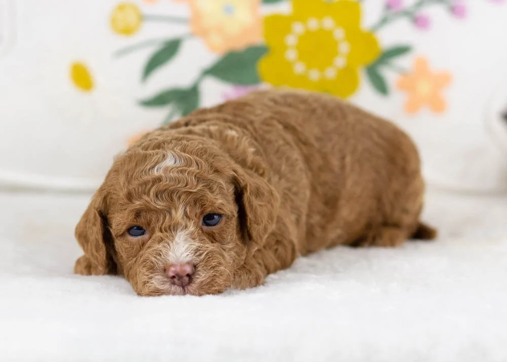 mia goldendoodle for sale.jpg