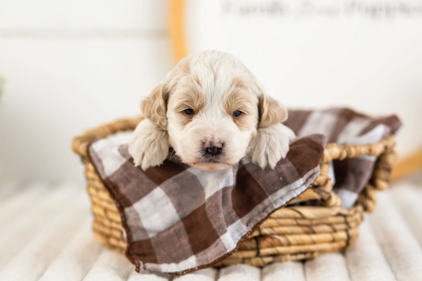 jasper goldendoodle for sale.jpg