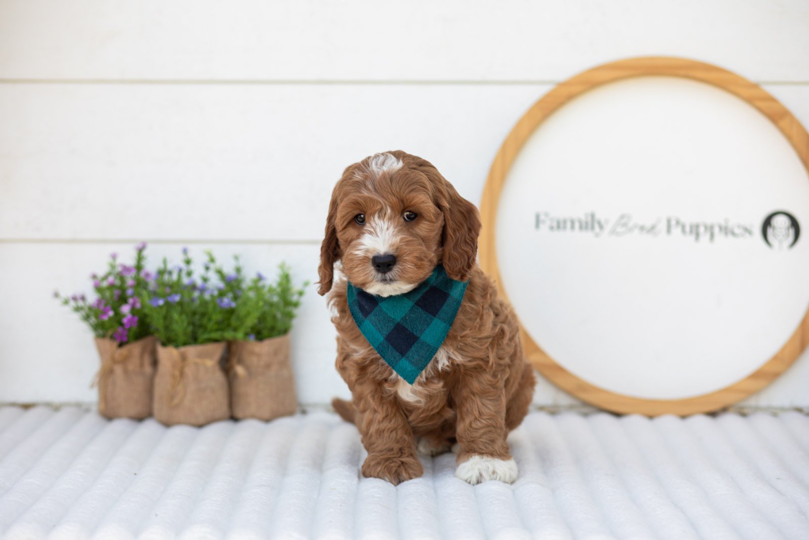 Gouda goldendoodle for sale.jpg