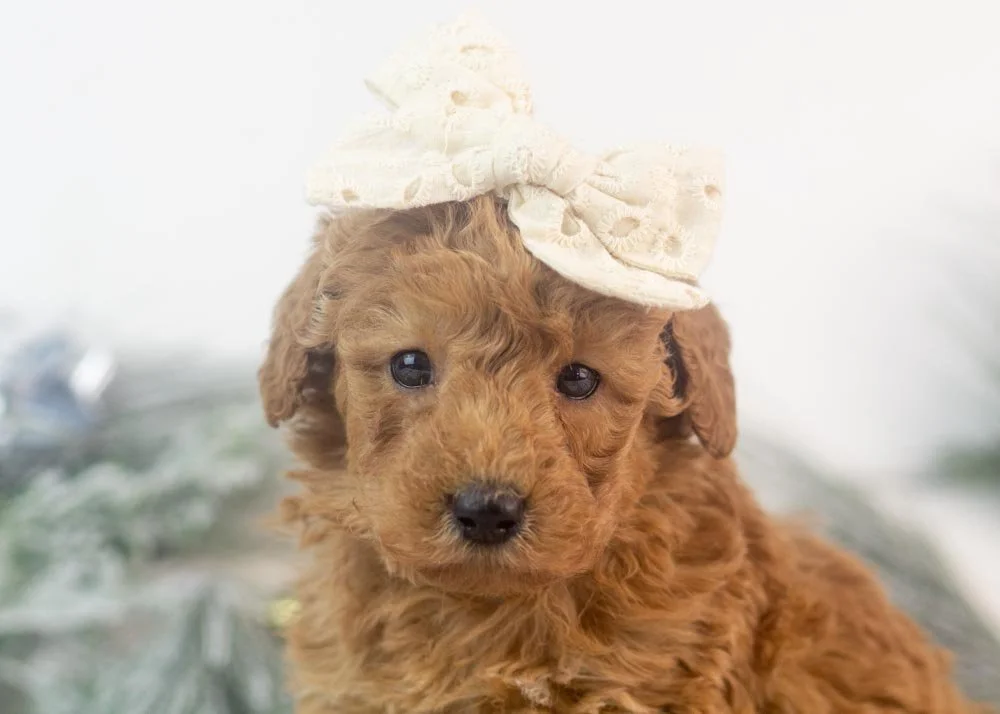 Bingo goldendoodle for sale(2).jpg