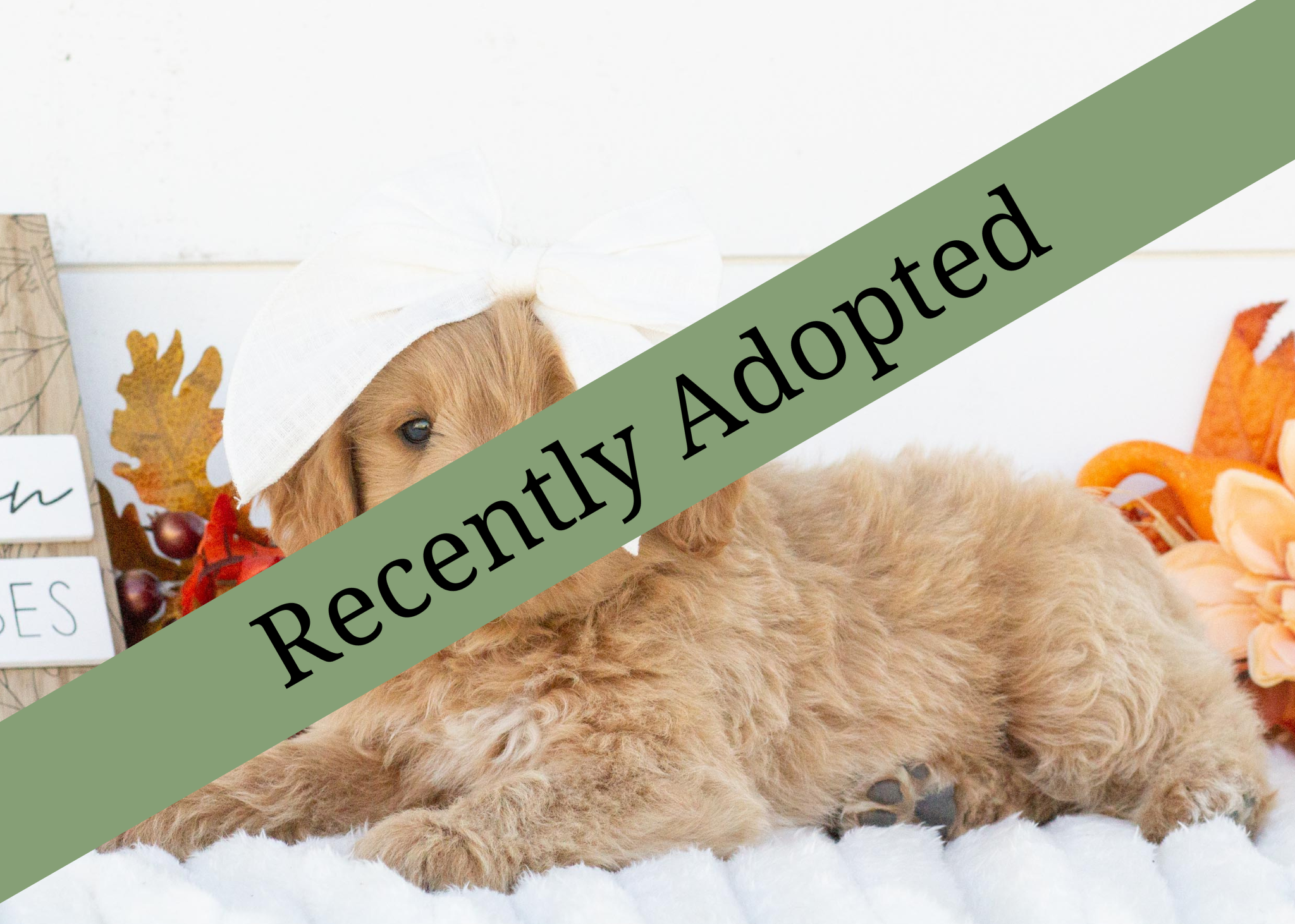 goldendoodle for sale
