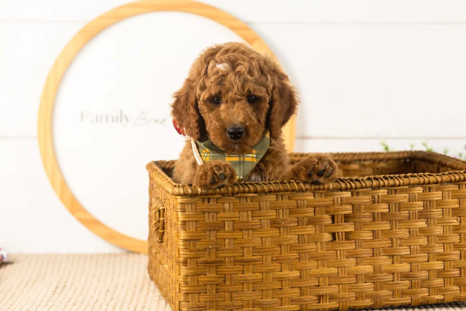 Denali goldendoodle for sale(2).jpg
