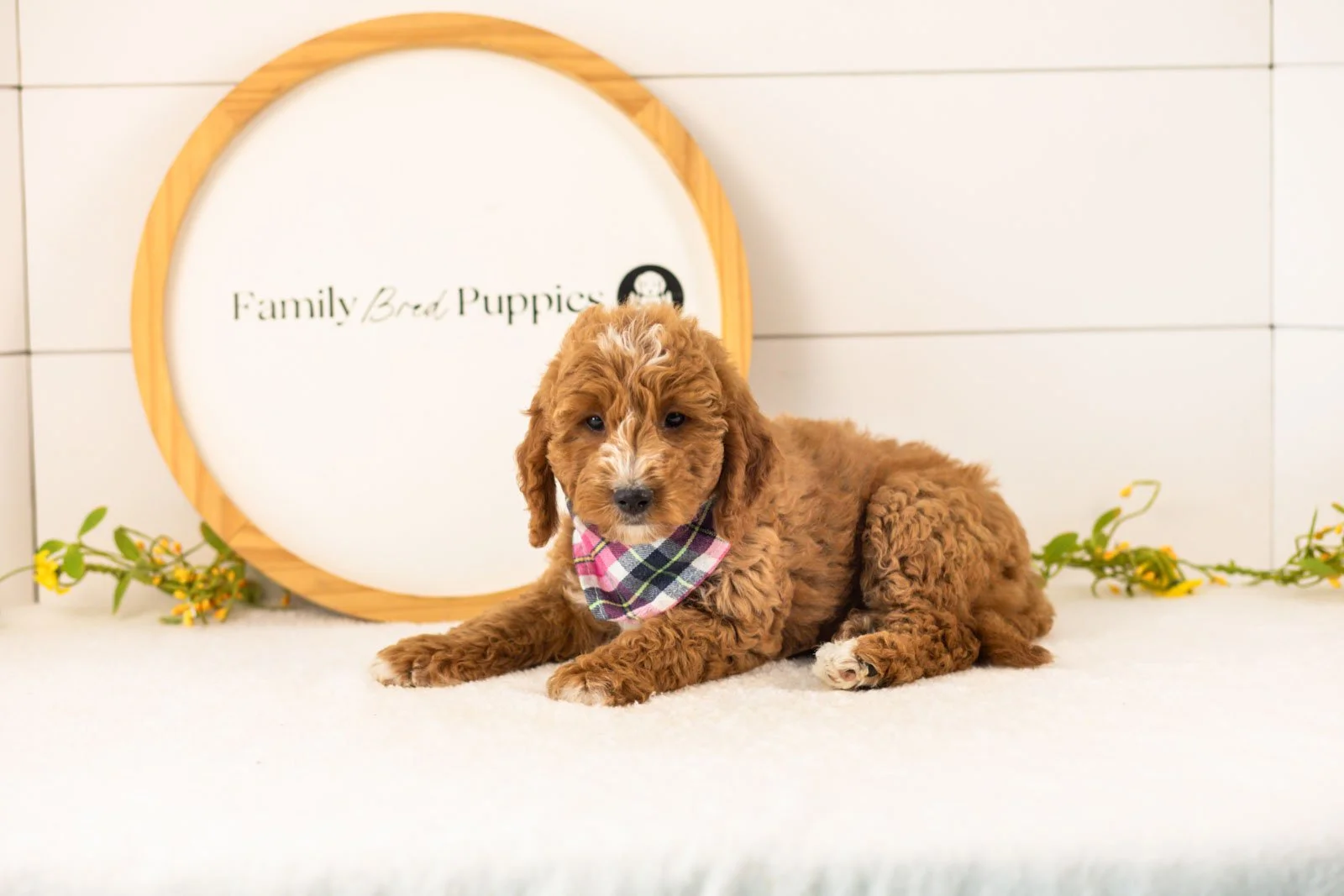 Sunny Goldendoodle for sale.jpg