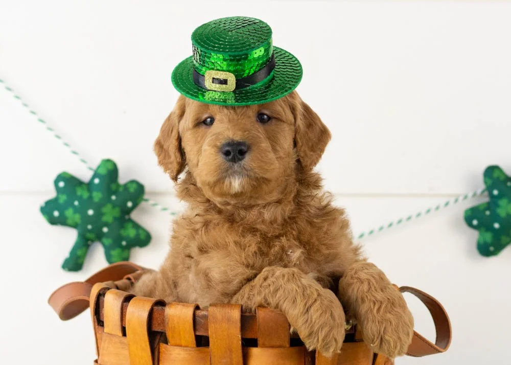 Brew goldendoodle for sale(3).jpg