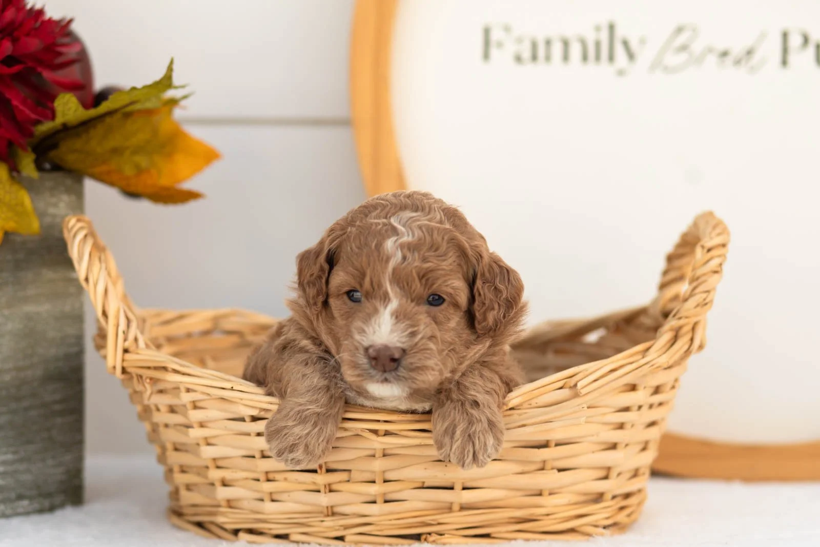 Gala goldendoodle for sale(3).jpg